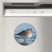 サーチロックサンドパイパー マグネット (インサイチュ (食洗機))