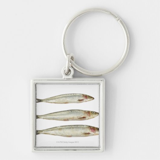 サーディン(Pilchards) 2 キーホルダー (正面)