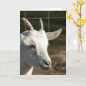 サーネンヤギ カード (黄色い花)