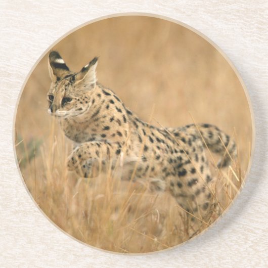 サーバルキャット (Leptailurus serval) ジャンピング コースター (正面)