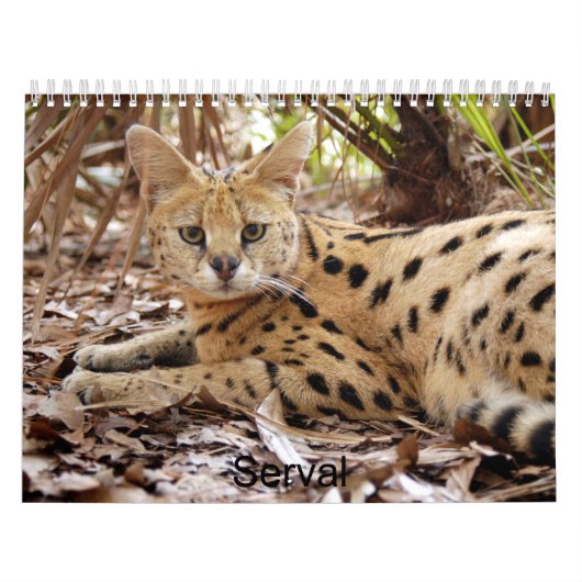 サーバル025のサーバル カレンダー (カバー)