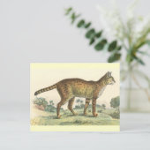 サーバル ポストカード (スタンド正面)