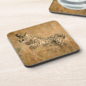 サーバル (Leptailurus Serval) のジャンプ コースター (左側)