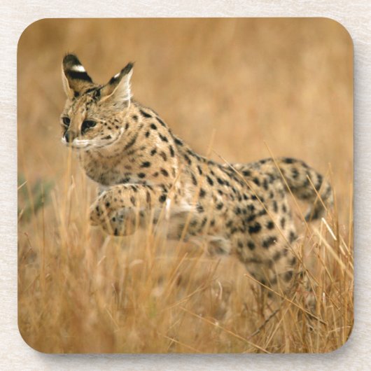サーバル (Leptailurus Serval) のジャンプ コースター (正面)