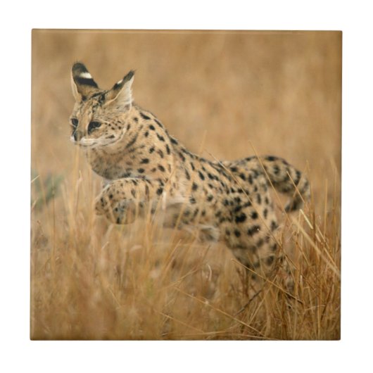 サーバル (Leptailurus Serval) ジャンピング タイル (正面)