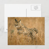 サーバル (Leptailurus serval) ジャンピング ポストカード (正面/裏面)