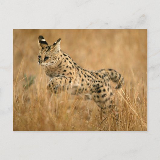 サーバル (Leptailurus serval) ジャンピング ポストカード (正面)