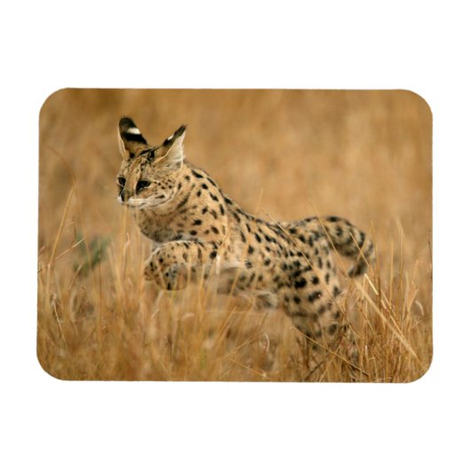 サーバル (Leptailurus Serval) ジャンピング マグネット (横)