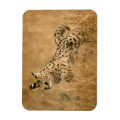 サーバル (Leptailurus Serval) ジャンピング マグネット (縦)
