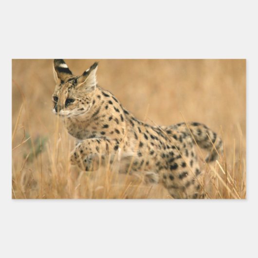 サーバル(Leptailurus serval)ジャンピング 長方形シール (正面)