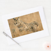 サーバル(Leptailurus serval)ジャンピング 長方形シール (封筒)
