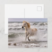 サーフから出てくるカマルグの馬 ポストカード (正面/裏面)