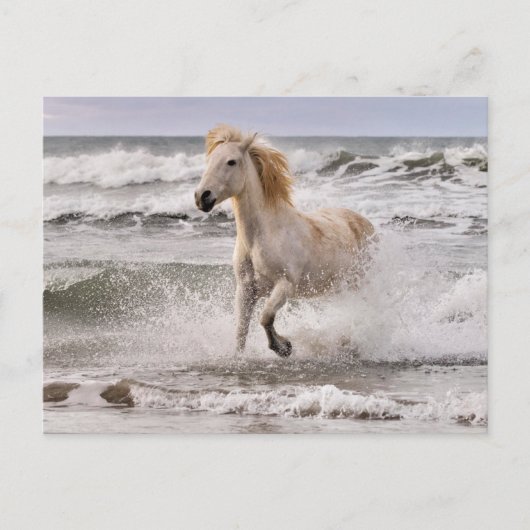 サーフから出てくるカマルグの馬 ポストカード (正面)