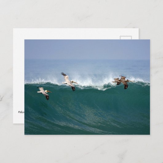 サーフしているペリカン ポストカード (正面/裏面)
