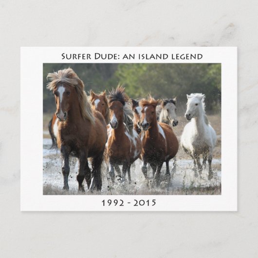 サーファーと彼のバンド ポストカード (正面)