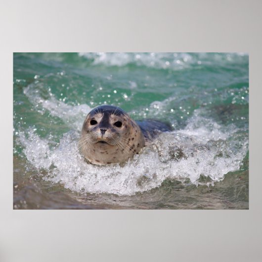 サーフィンをする赤ちゃんのアザラシ ポスター (正面)