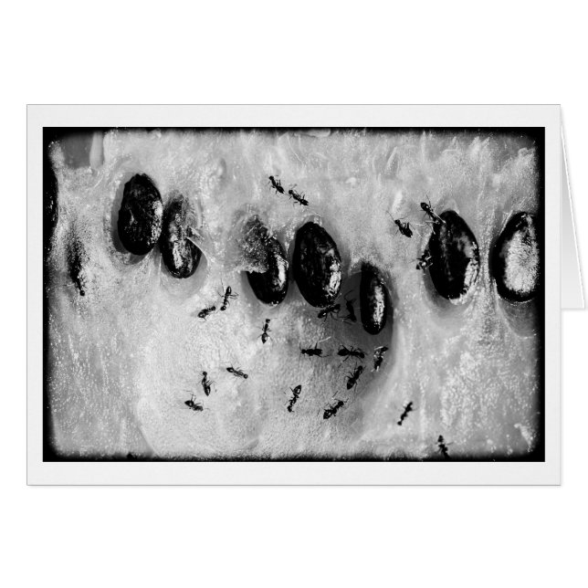 サーフィンアリ (正面横)