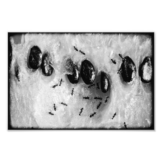 サーフィンアリ フォトプリント            (正面)