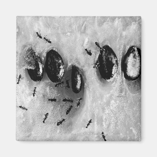 サーフィンアリ マグネット (正面)