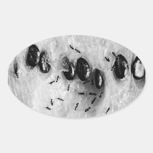 サーフィンアリ 楕円形シール (正面)