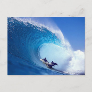 サーフィンイルカ ポストカード