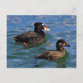 サーフスクーター桟橋の端でアヒルをペア ポストカード