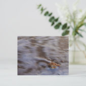 サーフハガキの貝殻 ポストカード (スタンド正面)