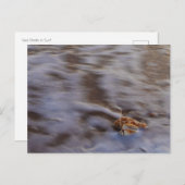 サーフハガキの貝殻 ポストカード (正面/裏面)