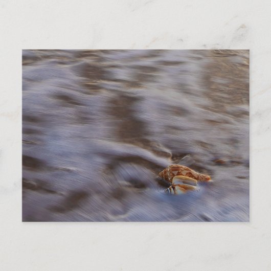 サーフハガキの貝殻 ポストカード (正面)