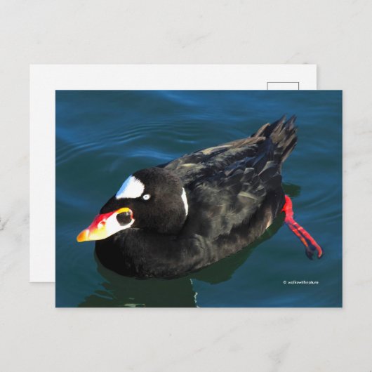 サーフ素晴らしスコーターダックアットピアズエッジ ポストカード (正面/裏面)