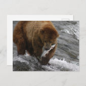 サーモンとクマ，ブルックス秋アラスカ ポストカード (正面/裏面)