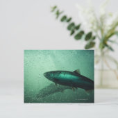 サーモンのランニングの接写2 ポストカード (スタンド正面)