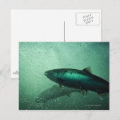 サーモンのランニングの接写2 ポストカード (正面/裏面)