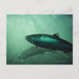 サーモンのランニングの接写2 ポストカード