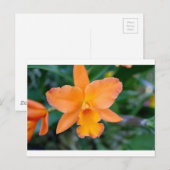 サーモンオーキッド ポストカード (正面/裏面)