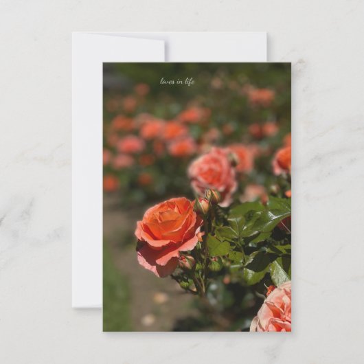 サーモンカラーバラ ノートカード (正面)