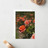 サーモンカラーバラ ノートカード (正面/裏面インサイチュ)