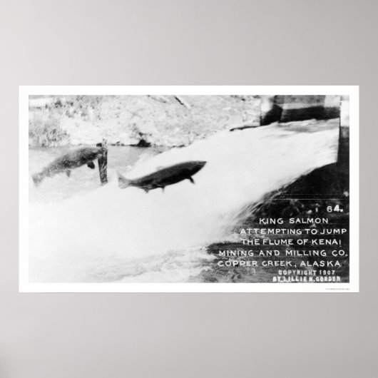 サーモンジャンプアラスカ1907 ポスター (正面)