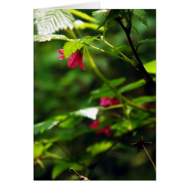 サーモンピンク果実 (正面)