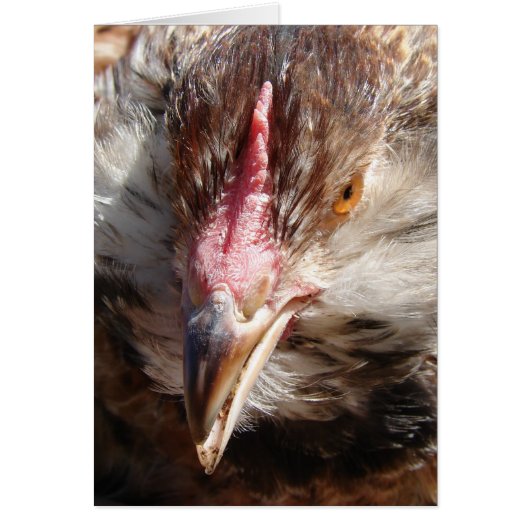 サーモンファヴェロレヘン (正面)