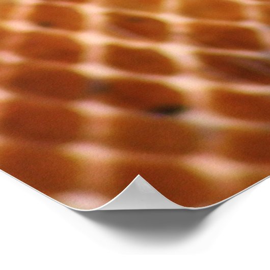 サーモンボアのポスター ポスター (角)