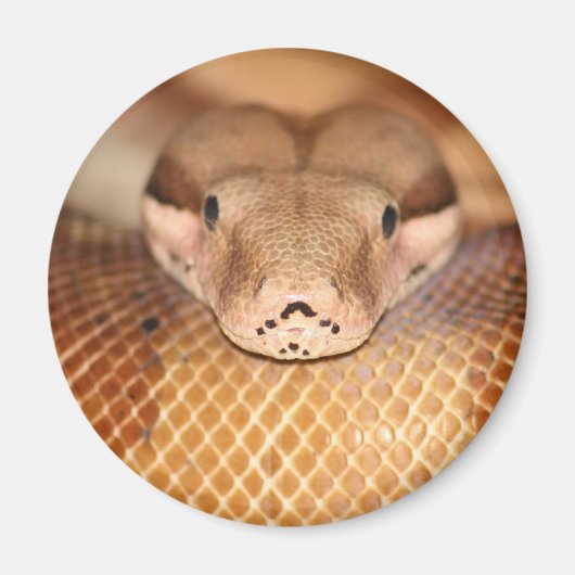 サーモンボア磁石 マグネット (正面)