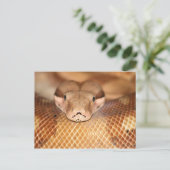 サーモンボア葉書 ポストカード (スタンド正面)