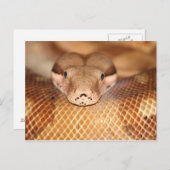 サーモンボア葉書 ポストカード (正面/裏面)