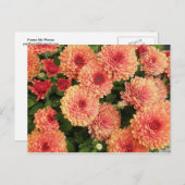 サーモン色のミウム ポストカード (正面/裏面)