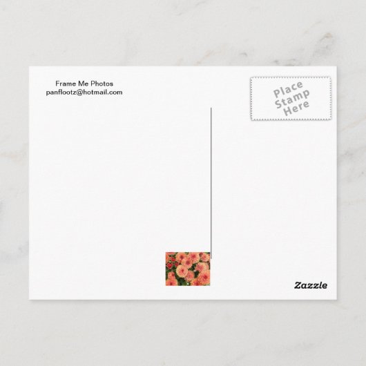 サーモン色のミウム ポストカード (裏面)