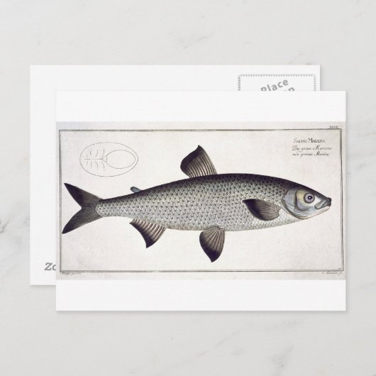 サーモン(サルモマレーナ)プレート第二十七号「イッチョロ」 ポストカード (正面/裏面)