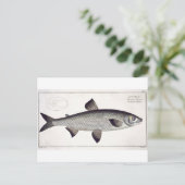 サーモン(サルモマレーナ)プレート第二十七号「イッチョロ」 ポストカード (スタンド正面)