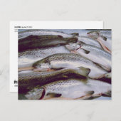サーモン ポストカード (正面/裏面)