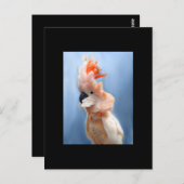 サーモンCrested Cockatoo ACEOアートトレーディングカード ポストカード (正面/裏面)